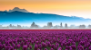 field of purple tulips against a foggy sunrise over the Cascades